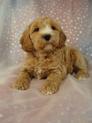 Male Cockapoo 37 puppy for sale in North Iowa 2012